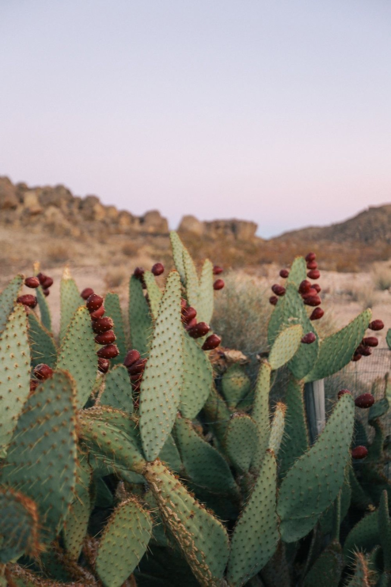 Desert cactus landscape at sunset